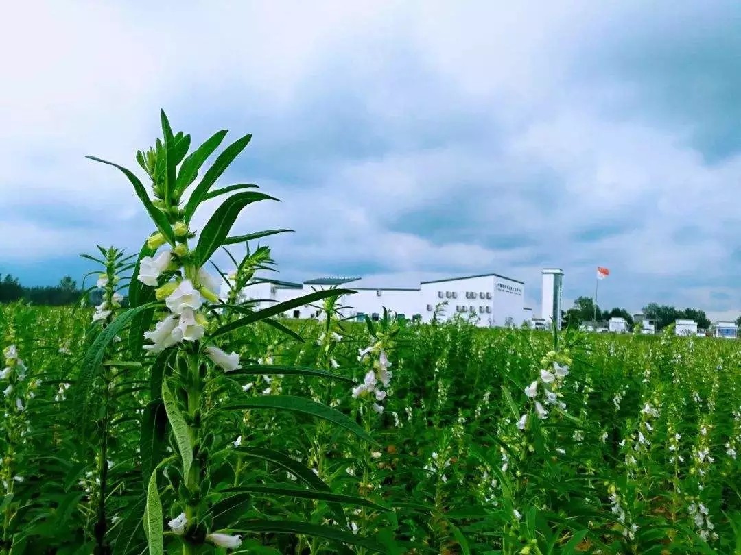 平舆白芝麻途径的多形式.