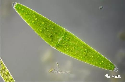 水里的神秘微生物：看一看那些浮游动物浮游植物(藻类)的真面目！_照片