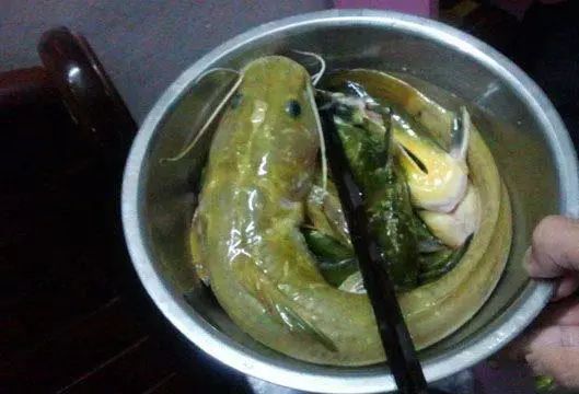 江里钓的这鱼学名叫什么当地叫石胡子