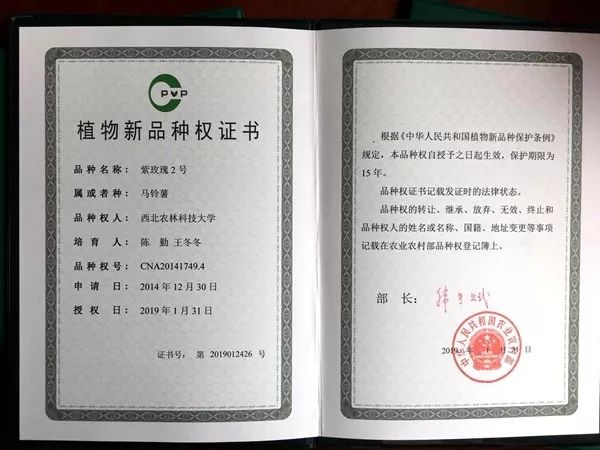 获国家植物新品种权证书 近日,我校特聘教授陈勤及其团队培育的彩色