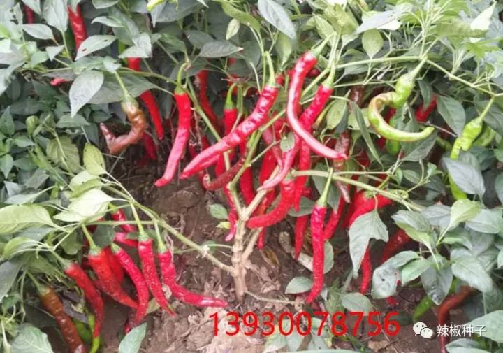 高产优质鸡泽辣椒羊角红一号