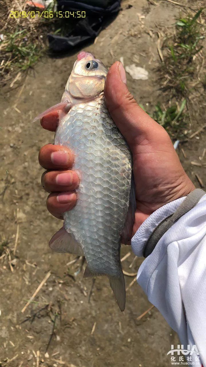 梅雨季节过手瘾鲻鱼一条鲫鱼小丰收