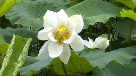 荷花灼灼,一池默默香,大邑这里的荷花美如画.