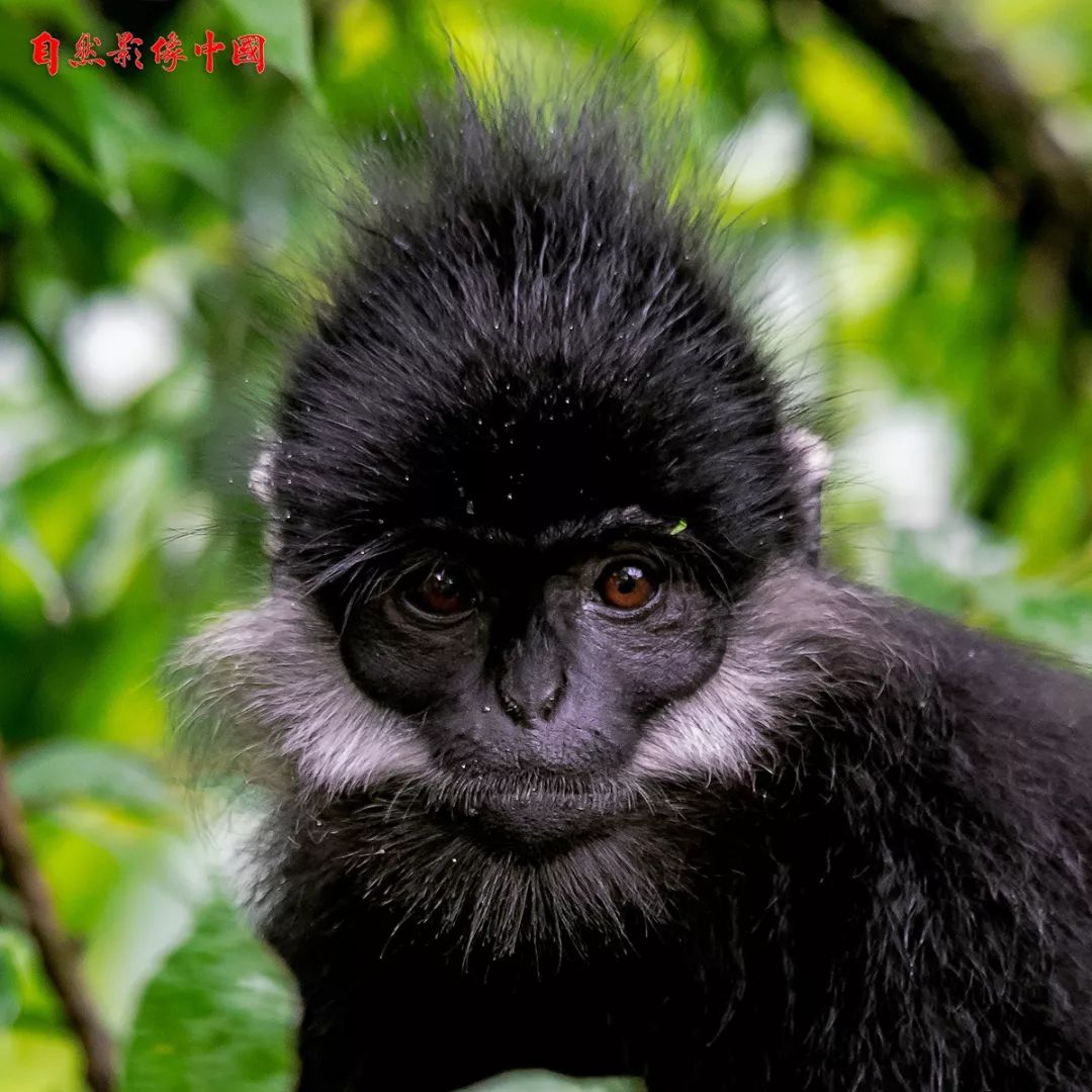 贵州省麻阳河国家级自然保护区黑叶猴数量达550余只