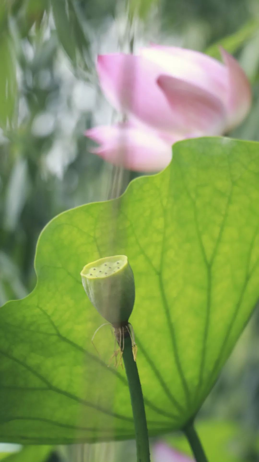 七月日历不要错过这个美好的夏天