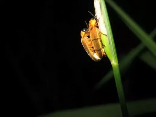 暗访夜精灵 探秘上海荧光_萤火虫