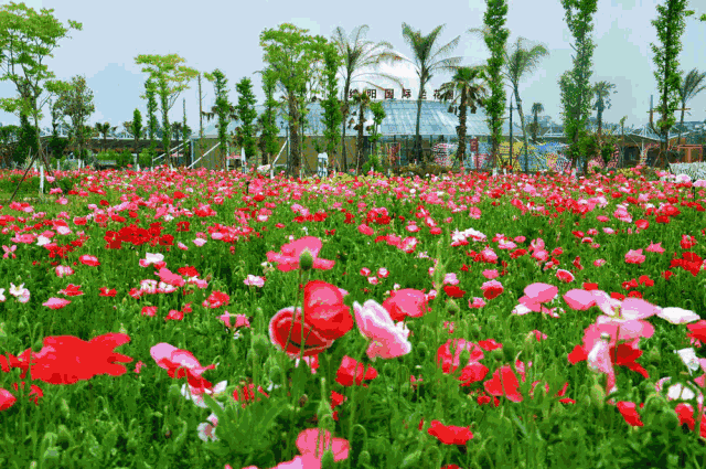 这里的"水晶"压枝头了!_花园