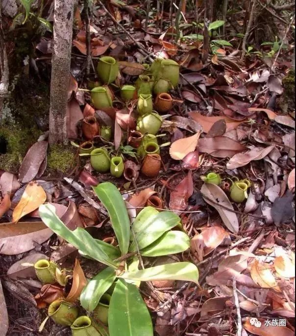 55种猪笼草至今没见更全文章较长收藏慢慢看