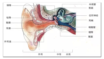 中耳又稱鼓室,為外耳與內耳間的腔隙,其外側為鼓膜,借鼓室中的三塊