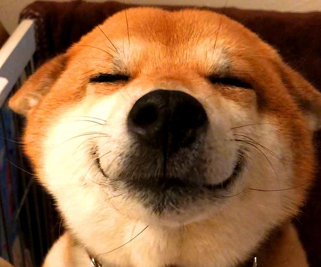 微笑是可以传染的,这只无论发生了什么都乐观积极的狗狗,给大家带来了