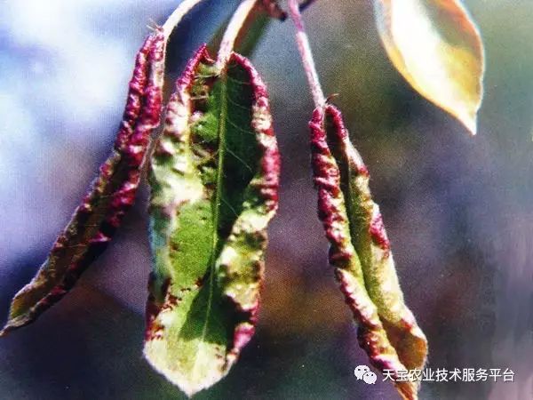 梨树叶片斑点皱缩到底啥问题