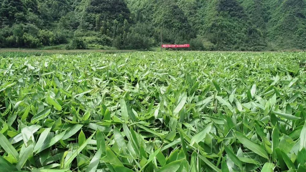 江西粽叶种植基地图片