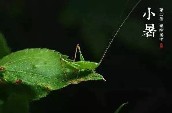 三候蟋蟀居宇二候初候溫風至三候—— 南宋·楊萬里《桑茶坑道中》