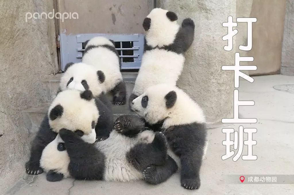 排队打卡挣扎起床不要慌,这里又有一套适合各位的"职场表情包",不是小