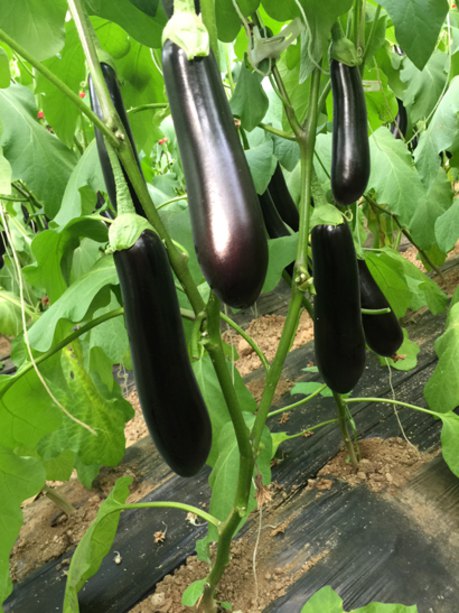 长茄子种子海丰长茄2号早熟茄子品种