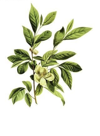 camelliasinensis山茶属中国种