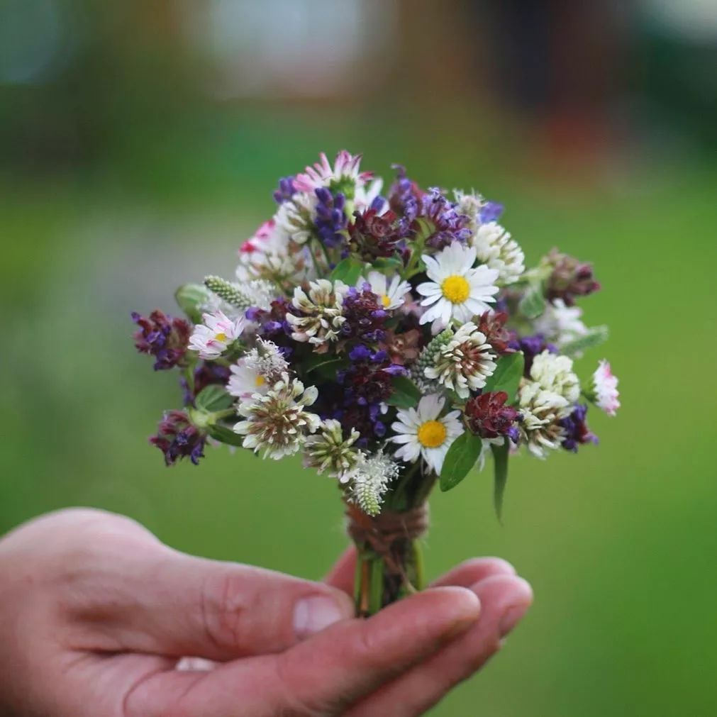 手掌里的小可爱,剩花剩草派上用场了
