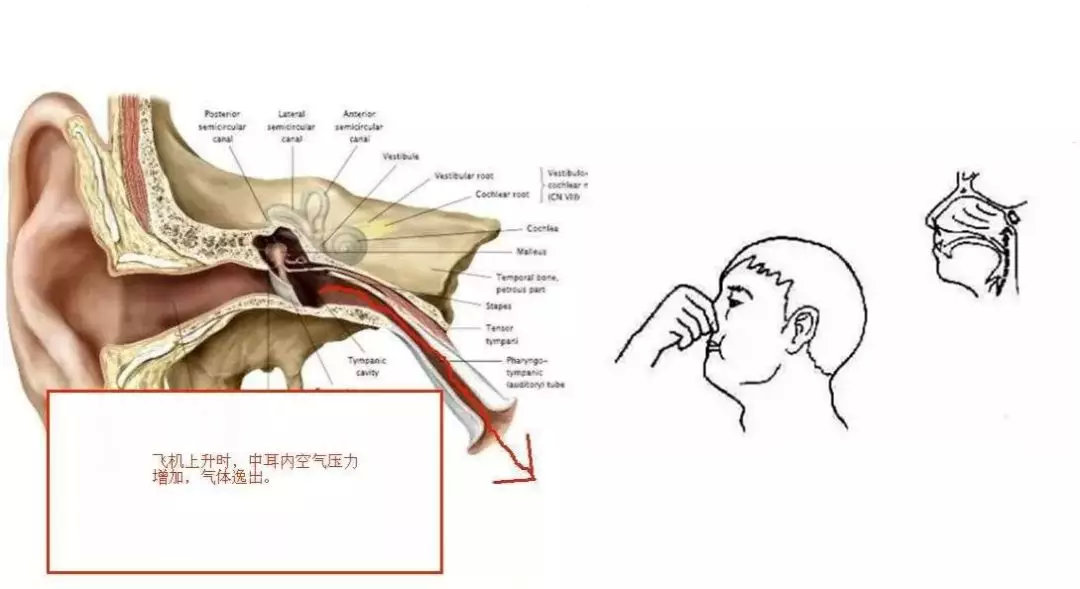 乘飞机时耳闷耳痛,张口或打哈欠就好了,为什么呢?