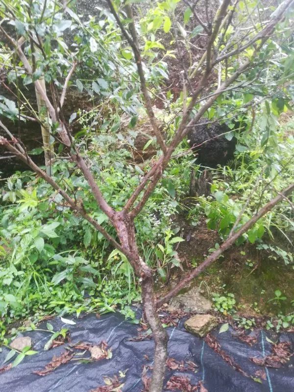 【技术】三华李七月管理要点_修剪