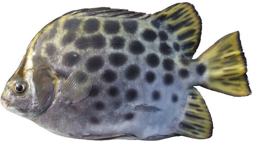 金钱鱼▲鰤鱼本地俗名:甘鱼▲军曹鱼本地俗名:海鲡.