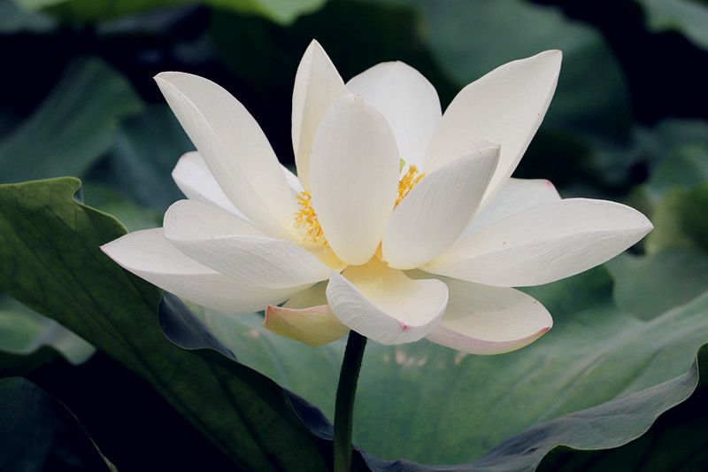 郑州的后花园:水牛稻百亩莲心湖,泛舟徜徉荷花海