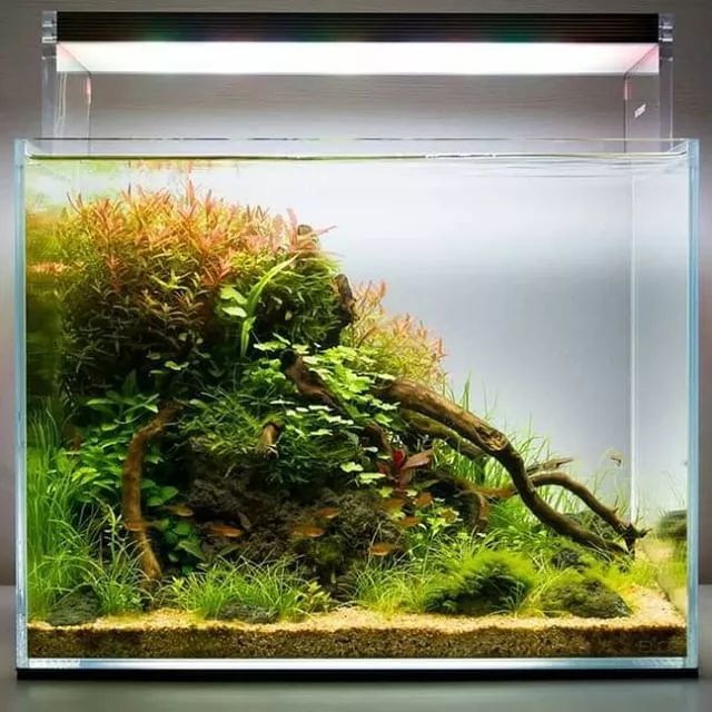 看完这些美景你确定不在家中放一个水草缸吗