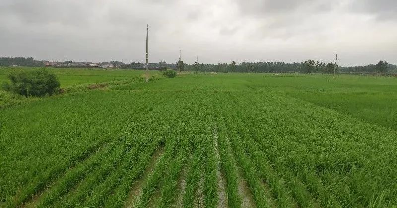 农事赶紧转发江苏省专家为受灾作物开出良方