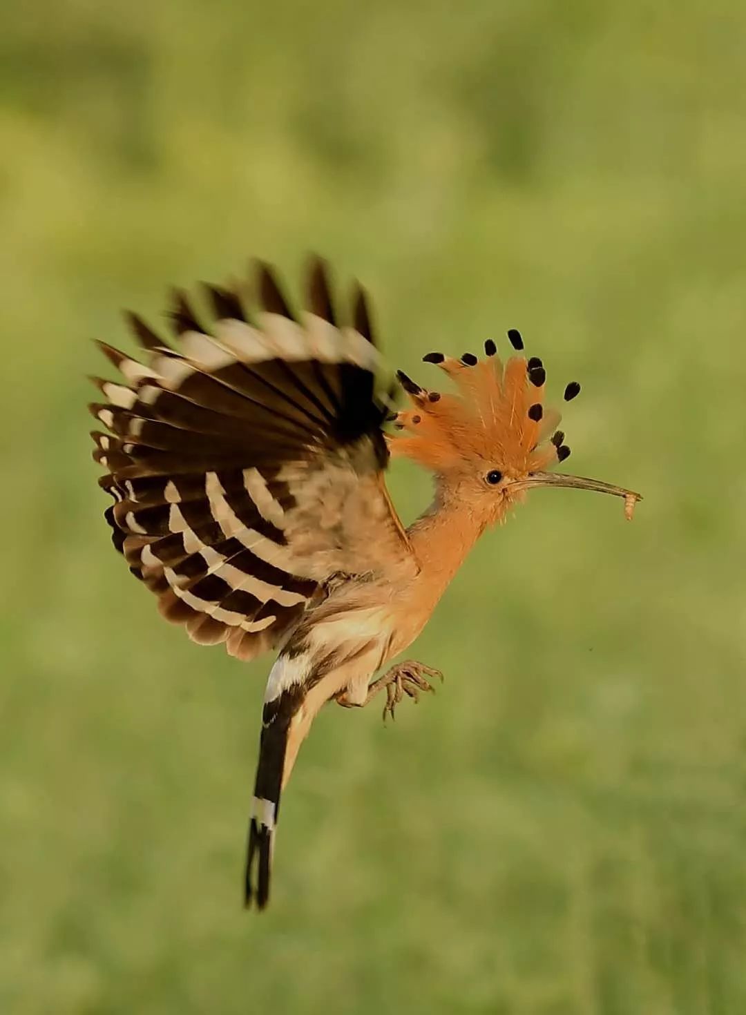 以色列国鸟常驻太阳岛一天能吃百多只蝲蝲蛄