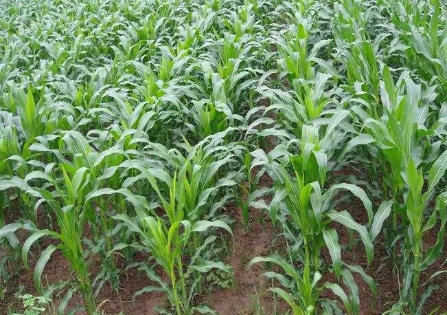 67玉米拔节期是影响产量的一个重要时期,你知道咋样进行田间管理吗?