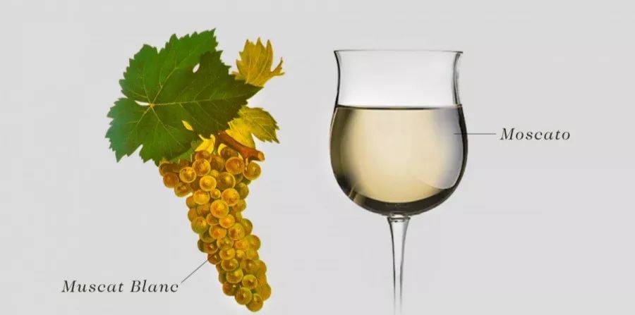 骏德词典本源麝香葡萄muscat