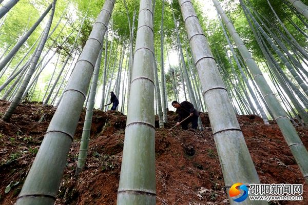 綏寧麻塘鄉:南竹產業成脫貧致富