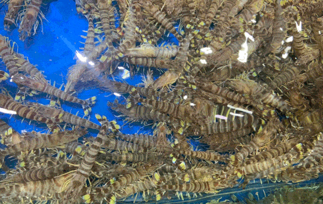 香港食神戴龙专程打卡海港海中鲜海鲜广场