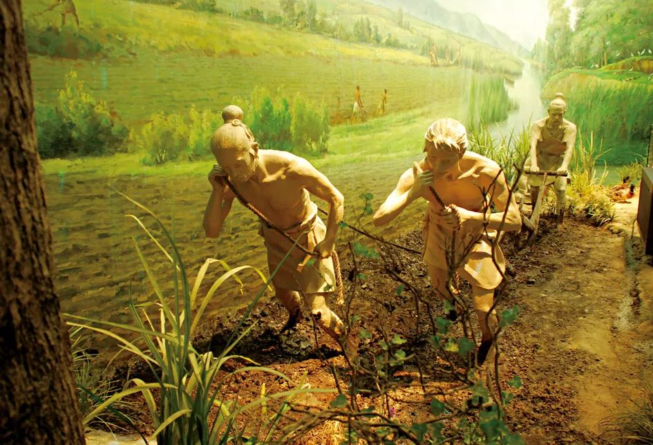 式,干栏式与地面起建式三种不同类型的房屋格式,可见良渚人因地制宜