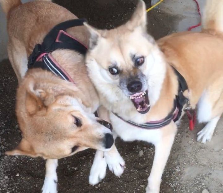 上辈子的冤家一言不合就互咬张张都是表情包