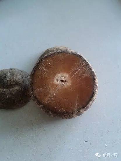 菩提根不是树根,而是一种叫做贝叶棕的种子,那种植物几十年开花结果