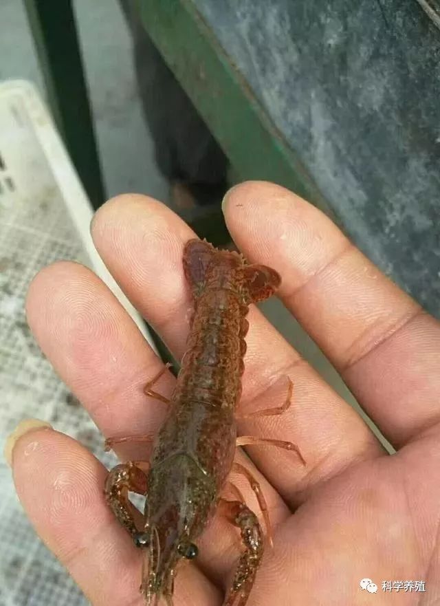 【新手指南】小龙虾养殖新手容易遇到的四大问题?