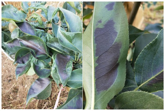 梨树,苹果树火烧病(日灼)防治措施