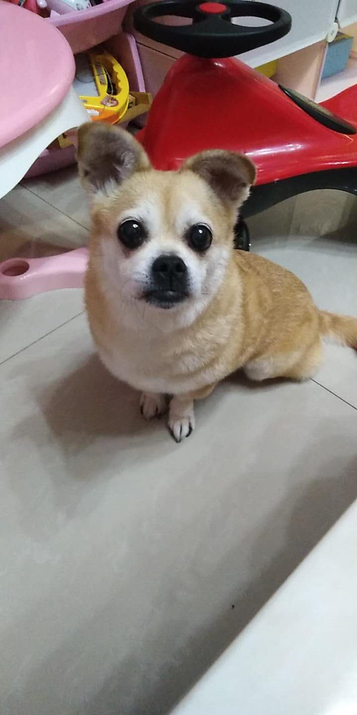 天津蓟县莲花岭富源山庄农家院寻找黄白色吉娃娃串