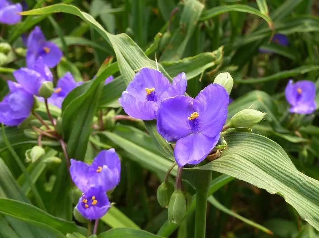 每日一花 | 紫露草:花瓣藍紫色,忌土壤積水