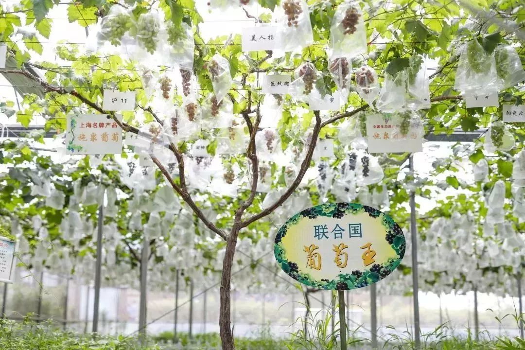 乐游金山第一批施泉葡萄已晒黑盛夏来采摘