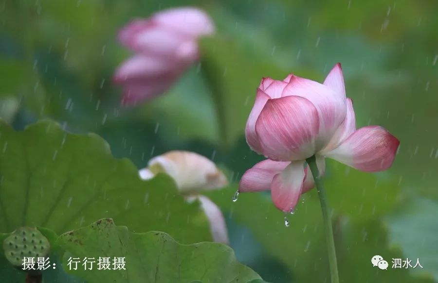 山东泗水盛御游乐园雨中荷花欣赏