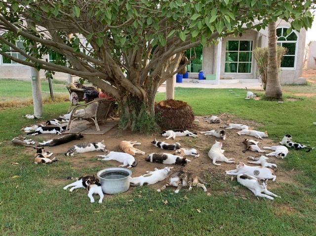 大型吸猫现场大树底下好乘凉树底下全是猫