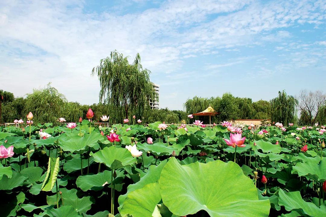 灞桥61最美城区灞桥生态湿地公园连天莲叶满荷塘灞水两岸成城市绿肺
