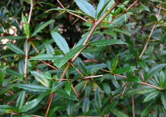 小编今天要为大家介绍的植物叫"豪猪刺",它是小檗科,属于常绿灌木,它