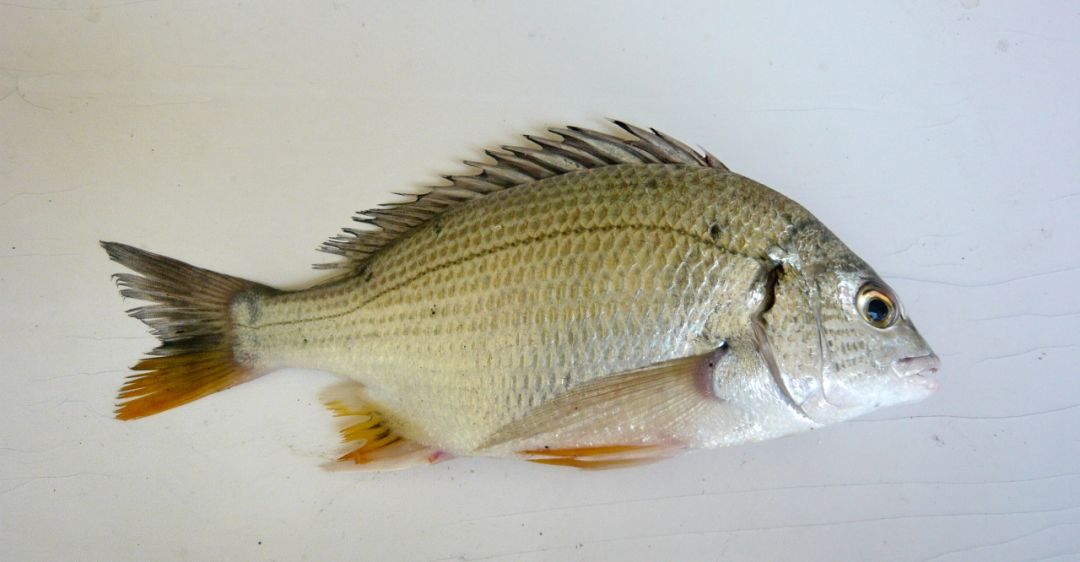 黄鳍鲷本地俗名:"黄墙",黄脚立▲平鲷本地俗名:斑头▲黑鲷▲红鳍笛