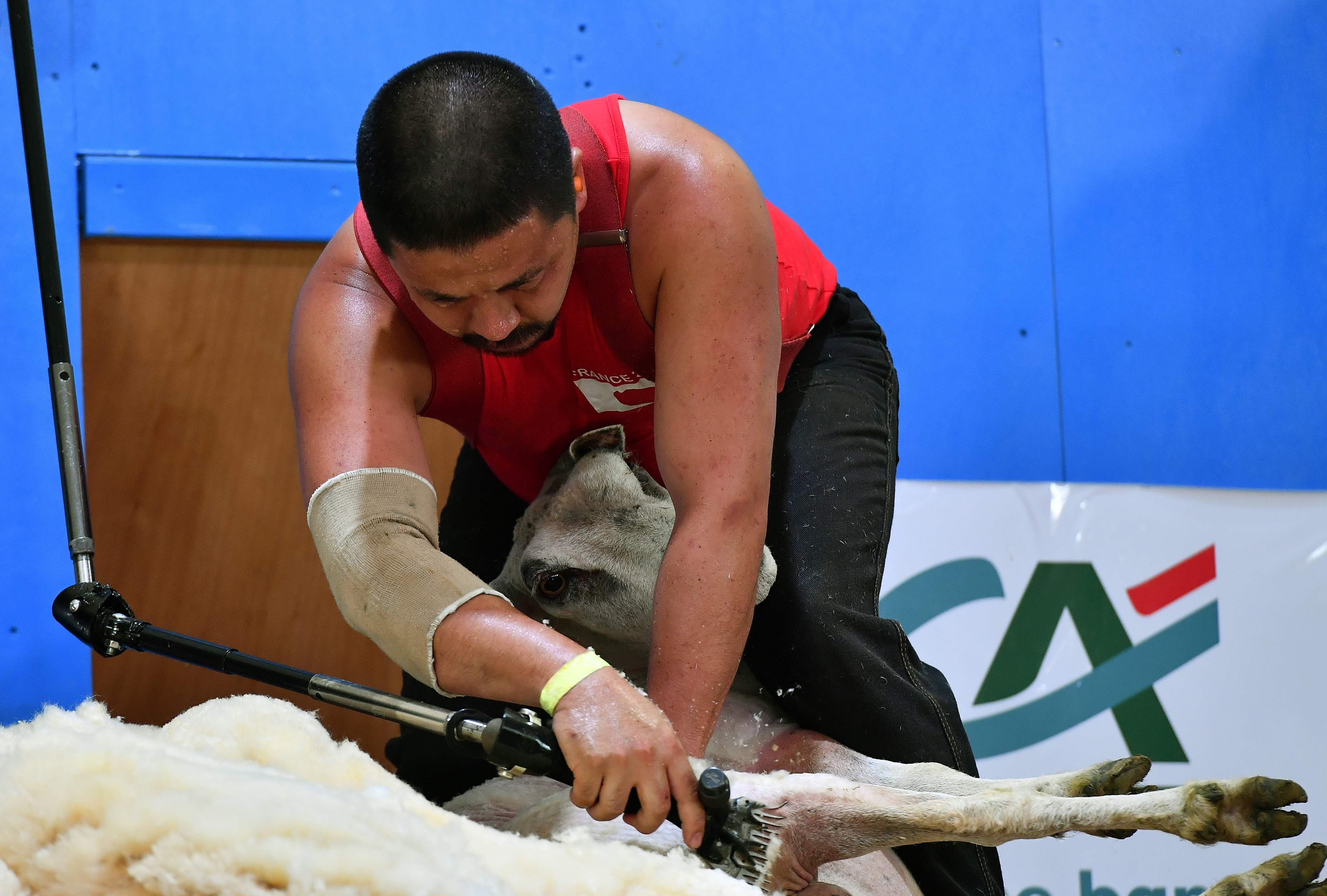 新华社/法新选手们在7月4日至7日的比赛中为5000多只羊剃毛,一拼技艺