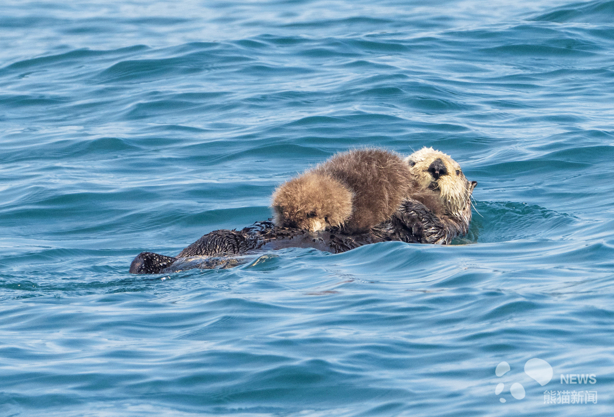 美国:可爱水獭表演"花样游泳" 同步动作逗乐游客