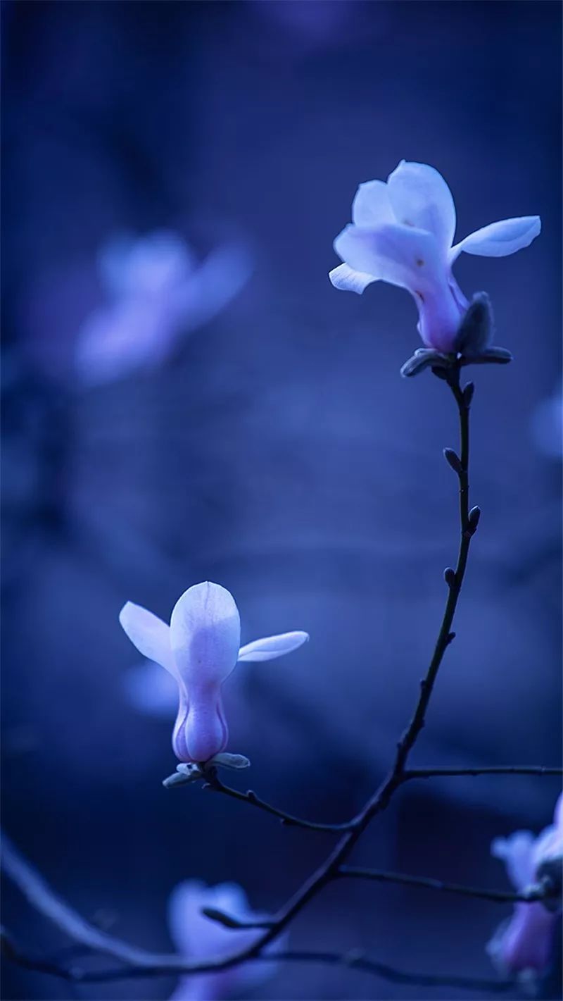 美景金寨第三届最美望春花摄影大赛获奖作品出炉请你来欣赏