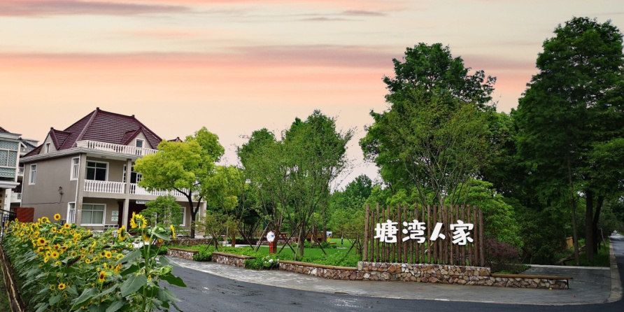 宝山罗泾镇塘湾村水稻田里飞白鹭民风淳朴乡愁浓