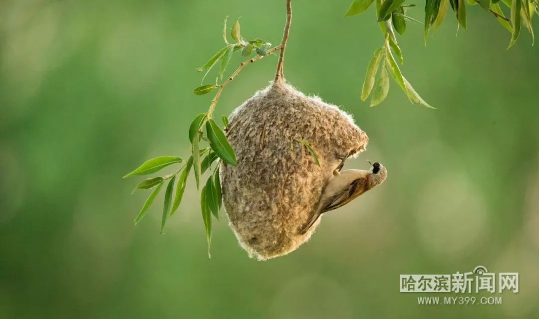 以色列国鸟常驻太阳岛一天能吃百多只蝲蝲蛄